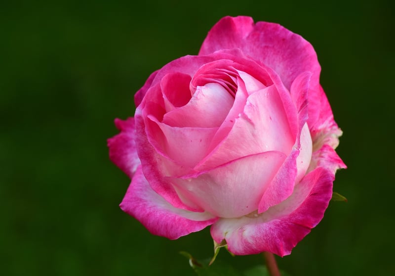 Romantic Garden Party